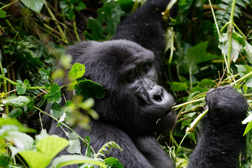 3 Days Rwanda Chimpanzee Trekking in Nyungwe Forest