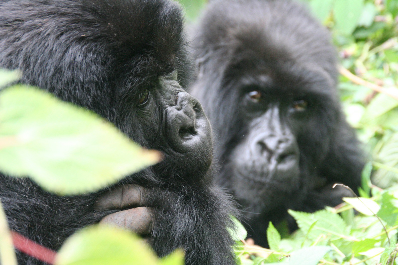 7 Days Rwanda Primates Tour
