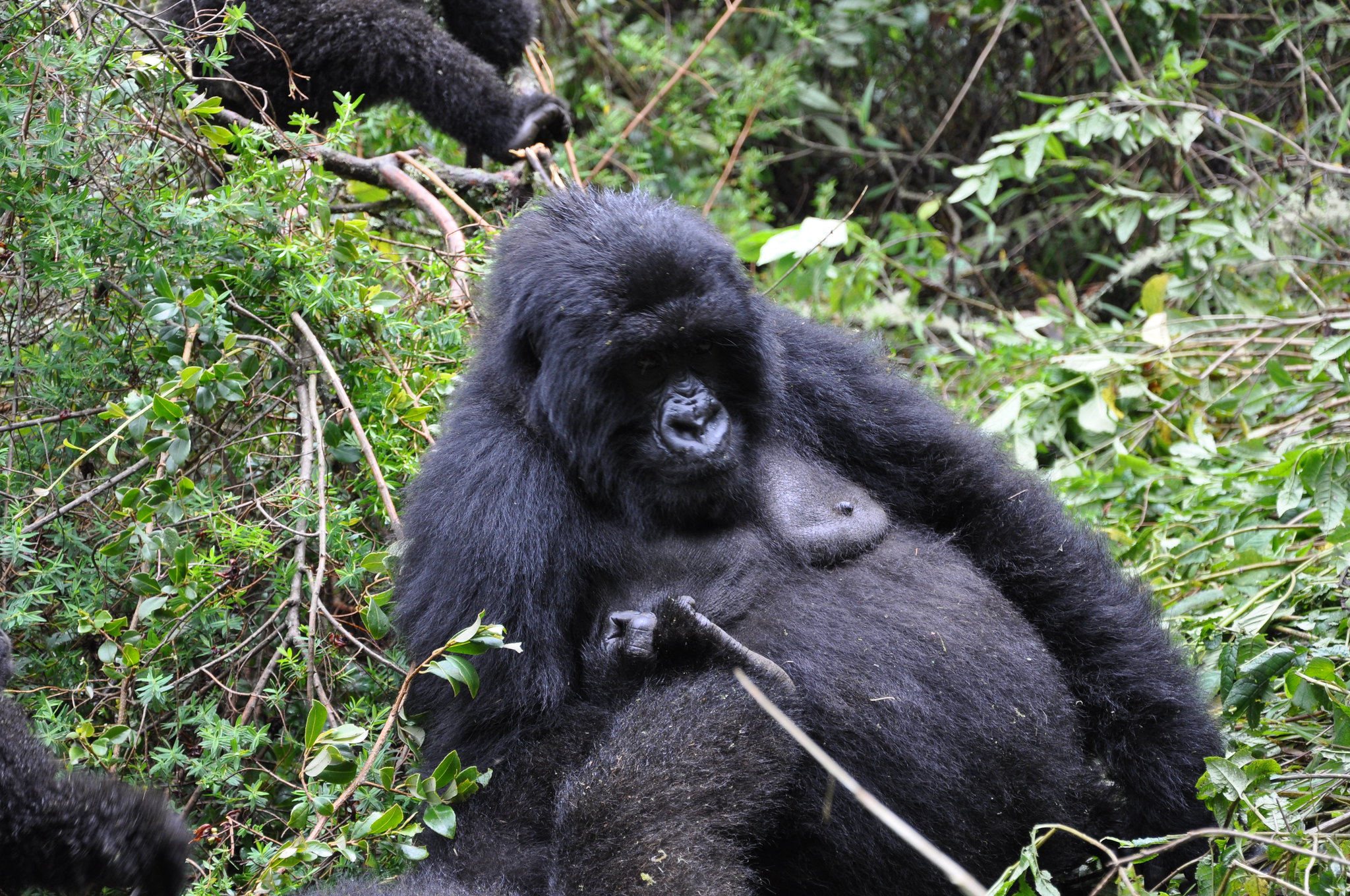 3 Days Rwanda Chimpanzee Trekking in Nyungwe Forest