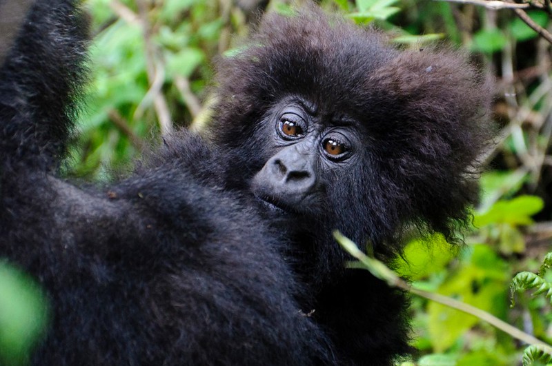 4 Days Rwanda Gorilla & Nature