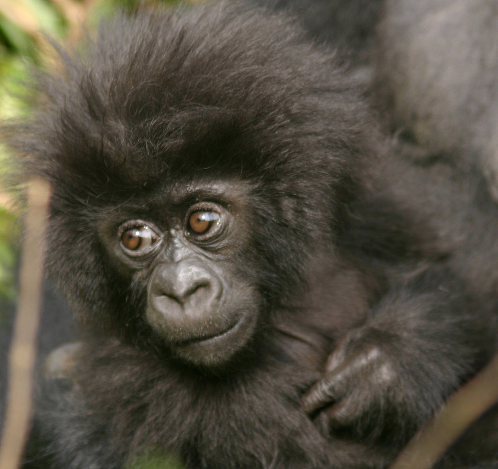 5 Days Rwanda Gorillas & Golden Monkeys