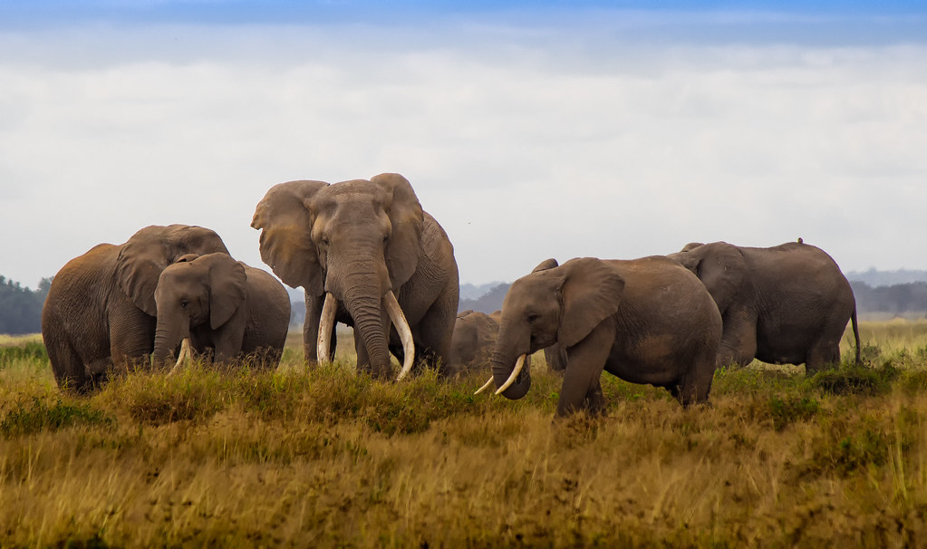 National parks in Kenya 