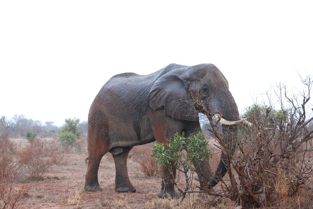 3 days Kenya tsavo east national park budget safaris