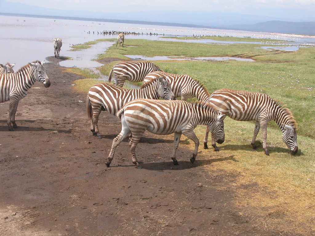 3 days the cliff packages safari in lake Nakuru national park 