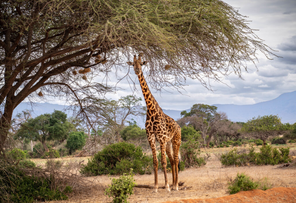 National parks in kenya