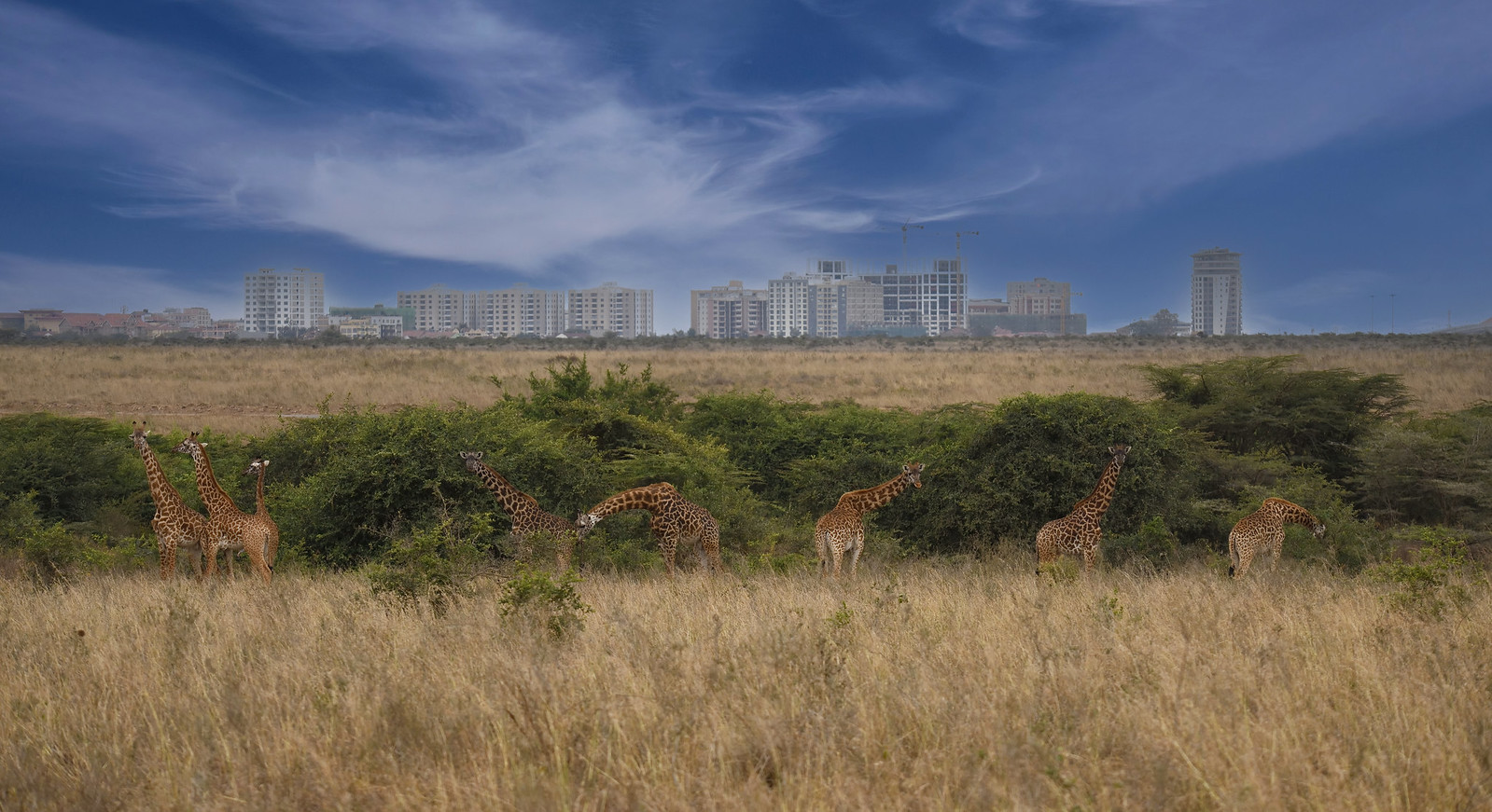 Nairobi National park