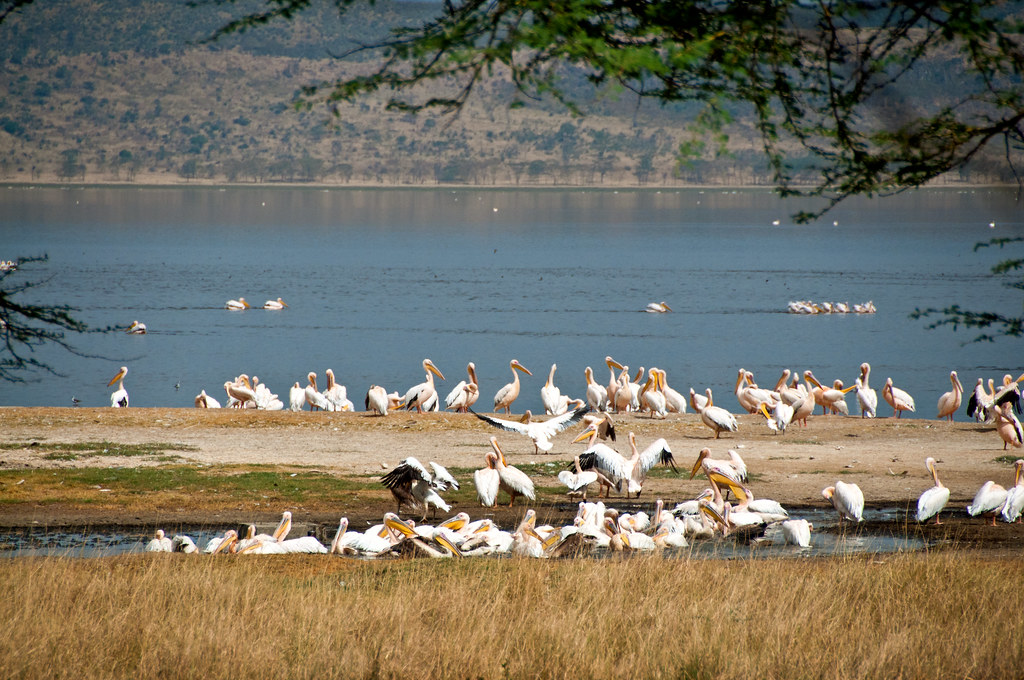 1 day lake Nakuru tour 