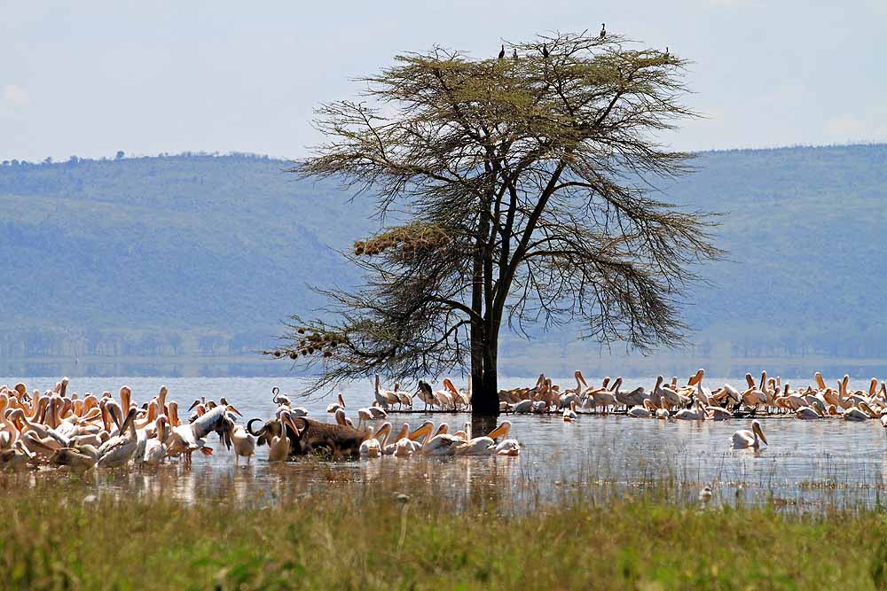 3 days Lake Nakuru, Hell’s Gate and Longonot Safari