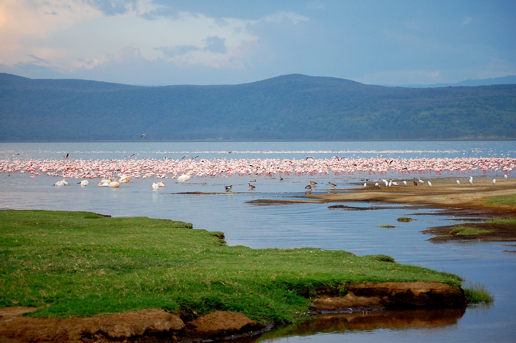 6-Days Masai Mara, Lake Nakuru and Amboseli Safari on budget safaris