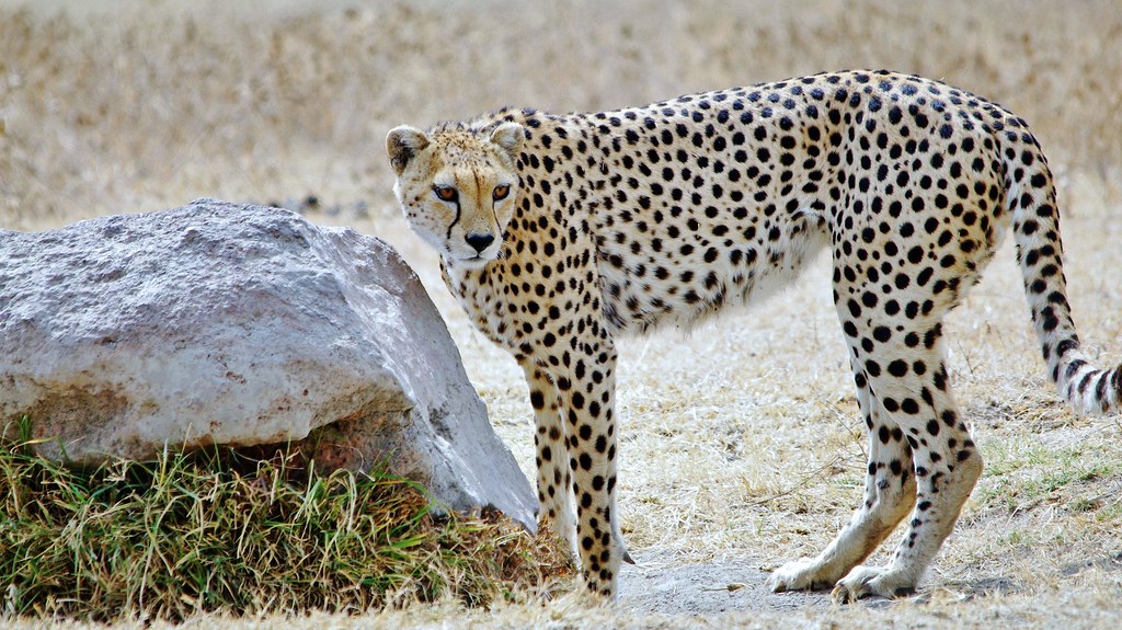 Kenya Safari and tour: 2-Day Private Masai Mara 4X4 Budget Safari