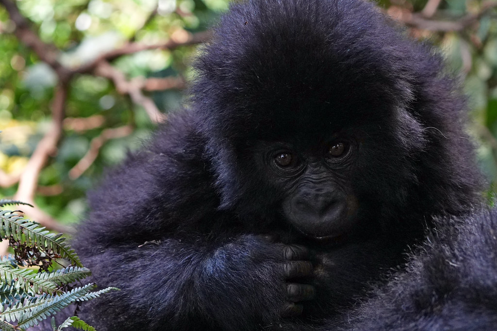 5 days Uganda wildlife and gorilla trekking in Bwindi