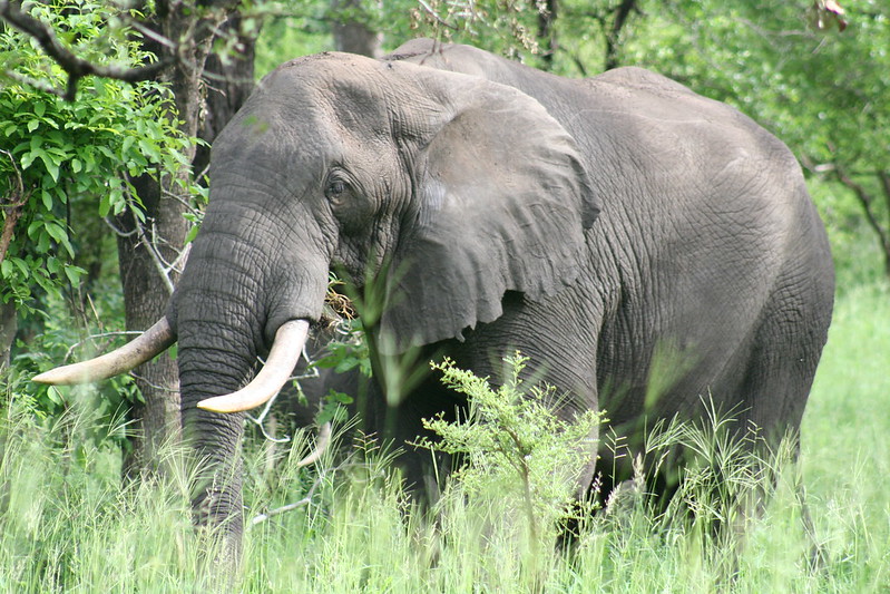 Malawi safaris
