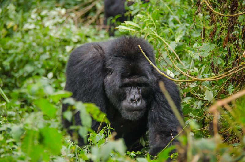 5 day Uganda Game Viewing & Gorillas