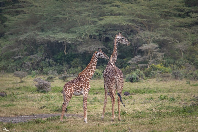 History of arusha national park 