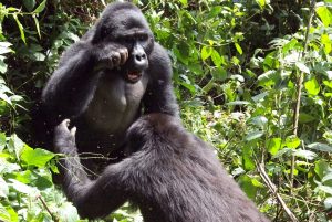 Gorilla trekking at bwindi Impenetrable National Game Park