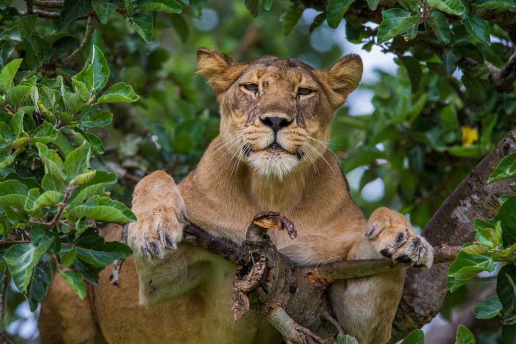 Tree-climbing-lions-in-Queen-elizabeth-National-park.jpg