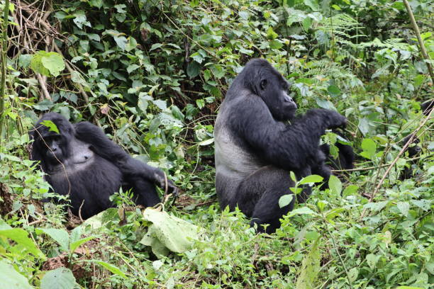 A gorilla family in Bwindi Impenetrable National Park
