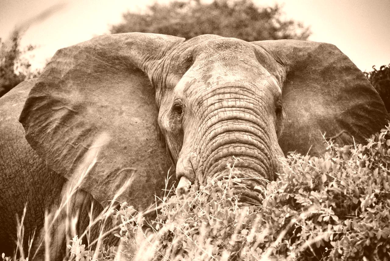 An-elephant-in-Uganda-vintage