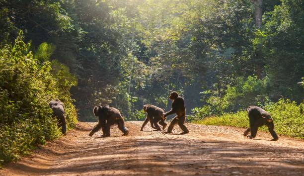 Chimpanzees in Kibale Forest