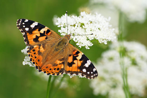 Painted lady butterfly, vanessa cardui on flower green background in Uganda