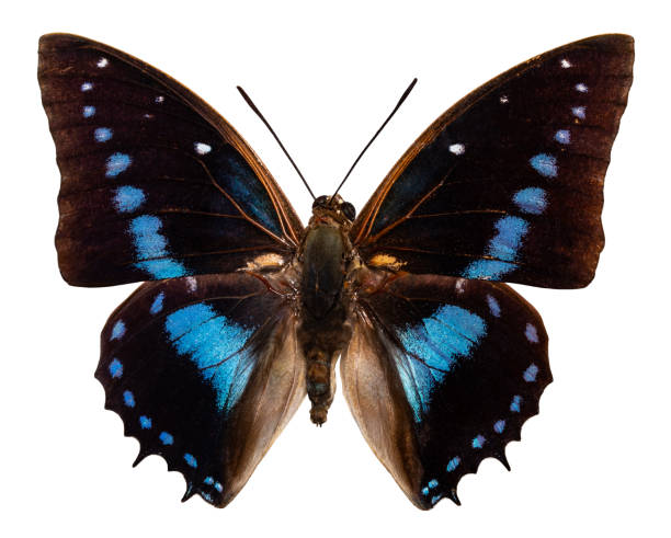 blue-spotted Charaxes butterfly