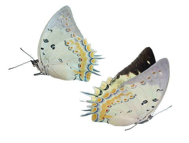 pointed pearl Charaxes on mount Kenya