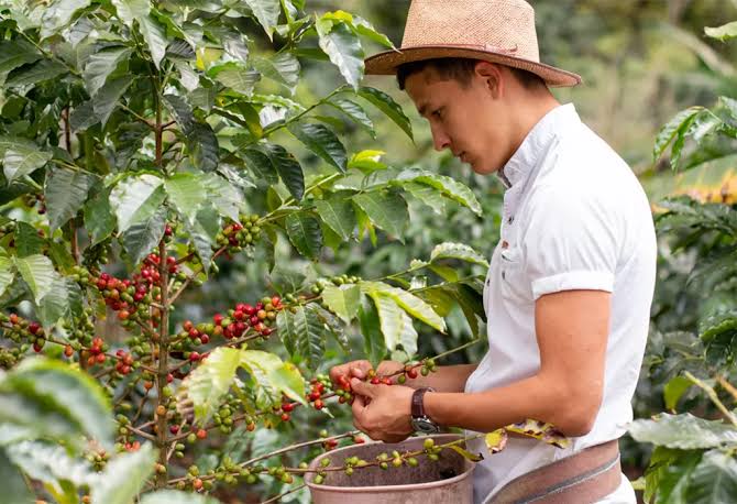 How to Combine Gorilla and Coffee Tour in Rwanda
