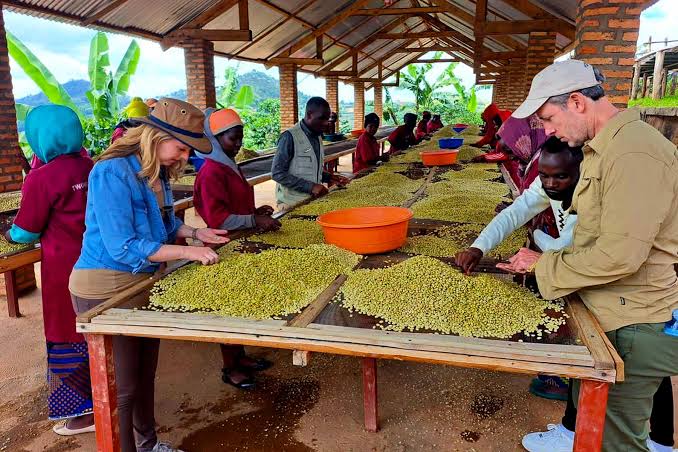 Lake Kivu Belt Coffee Tour Experience