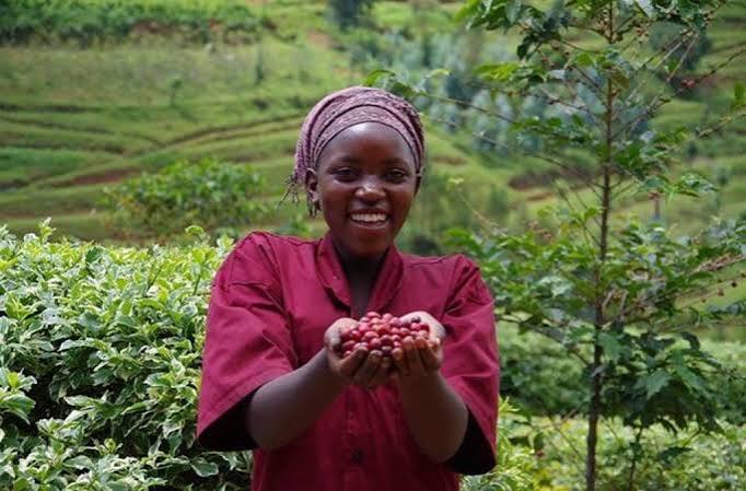 Lake Kivu Coffee Tour-Crop to Cup Experience
