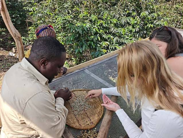 Unique Coffee Tour in Musanze: Ibirunga Coffee Plantation in Africa