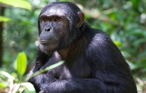 Chimpanzee trekking