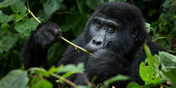 What is the best time for Gorilla trekking in Uganda