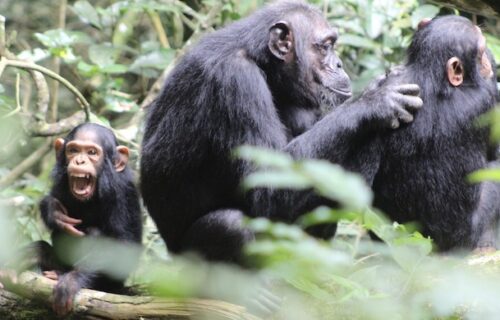 chimpanzee trekking uganda