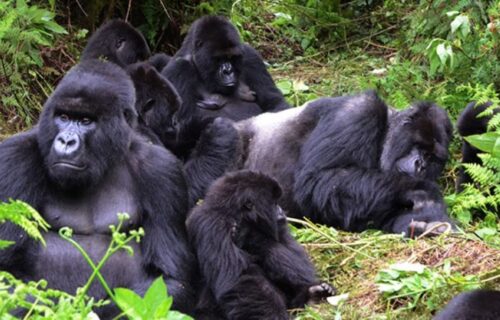 gorilla families in Rwanda
