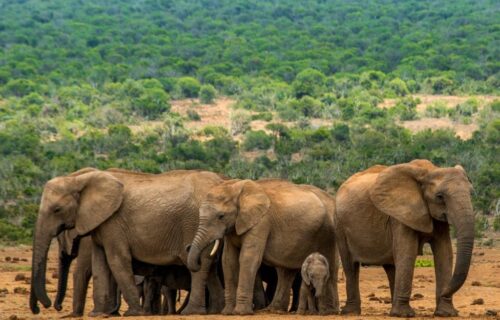 Addo Elephant National Park 