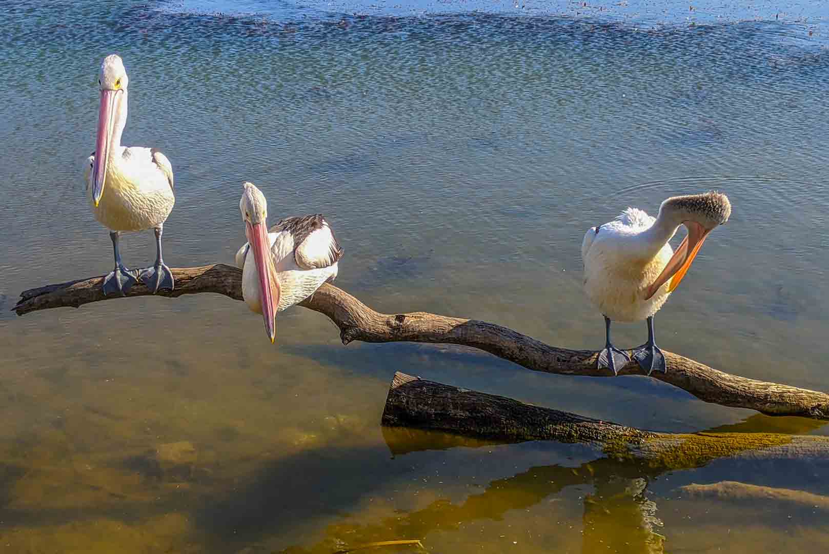 birding tour in Entebbe