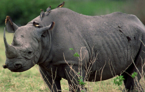 Ziwa rhino sanctuary Uganda