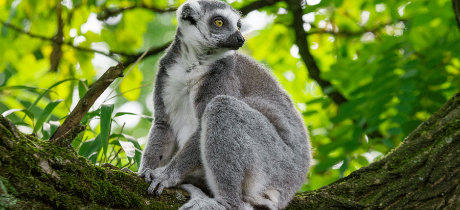 Madagascar-safari-tours-holidays-animals