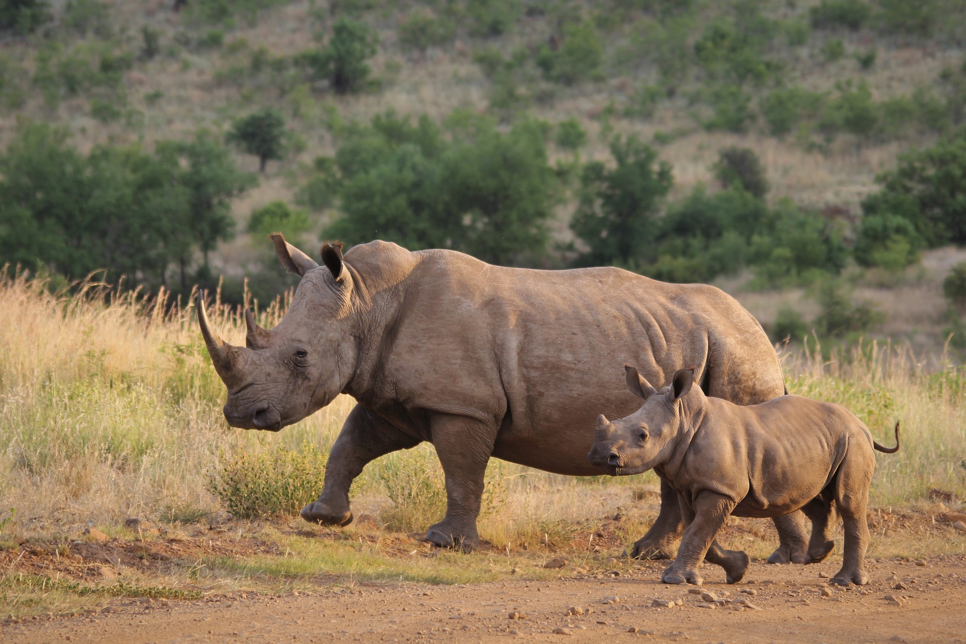 rhinoceros in Uganda
