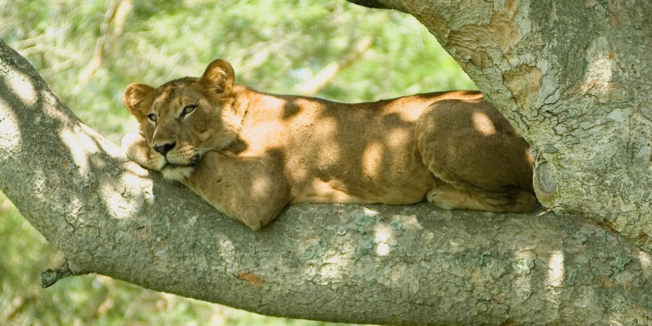 tree-climbing-lion-3-Days-Queen-Elizabeth-Wildlife-Safari
