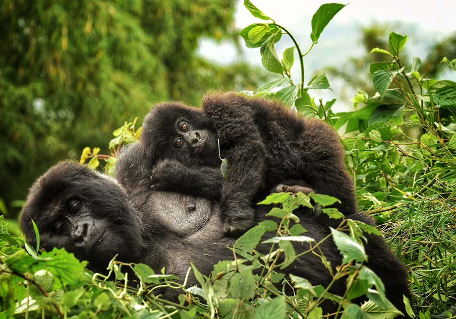 Uganda gorilla trekking best Africa safaris