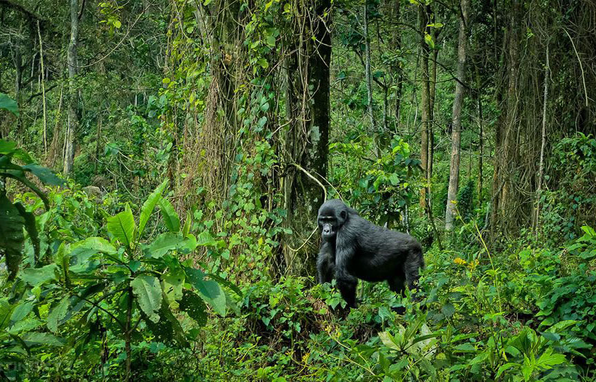 bwindi-impenetrable-national-park-destinations-uganda-maasai-wanderings-africa-gorilla