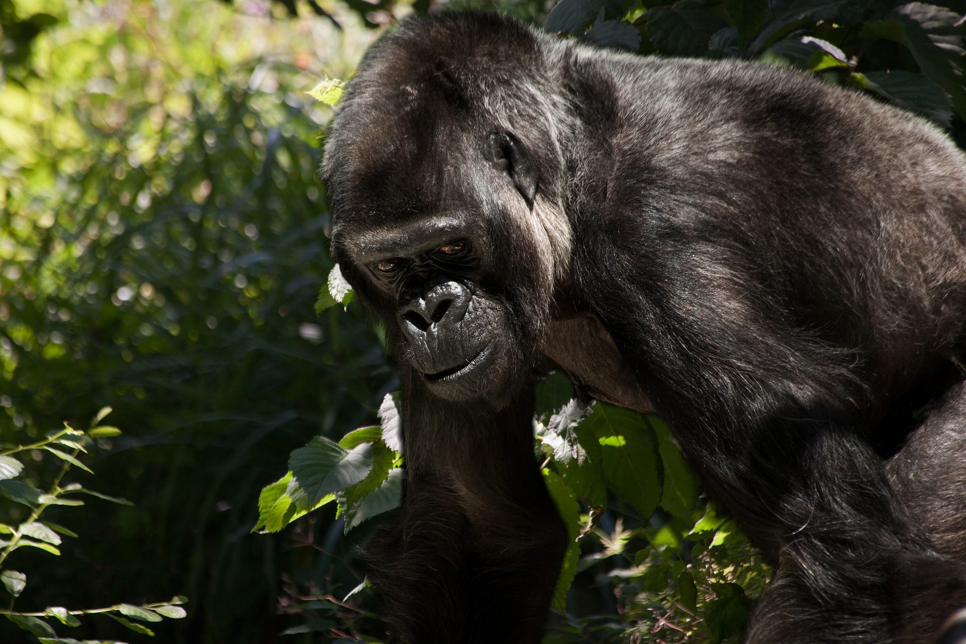 Mountain gorilla in Uganda