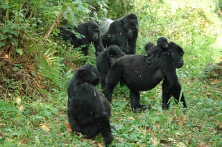 Africa Safari Tours
