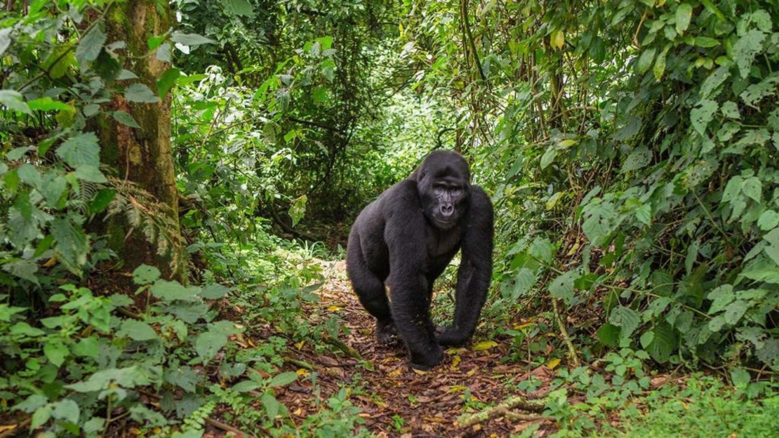 Silverback-gorilla-look-at-the-camera-on-gorilla-trekking-in-uganda-1024x692