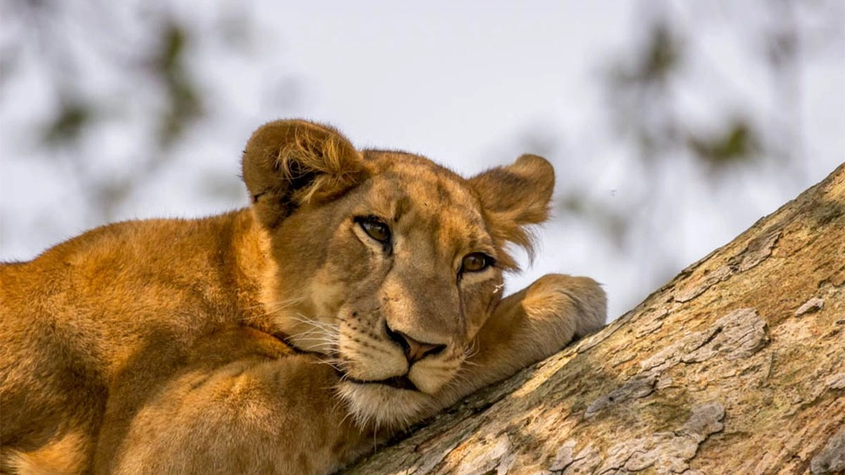 Where-to-see-wildlife-in-Uganda-1200x675