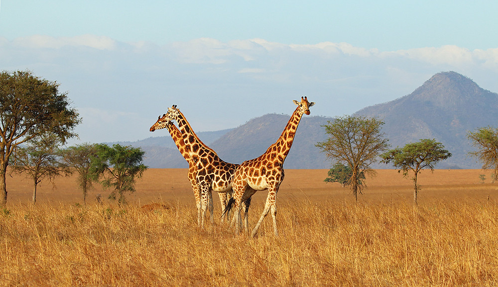 Africa safari and tours