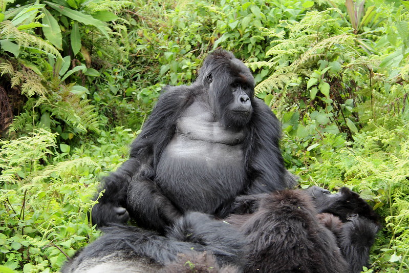 1 Day Gorilla Trekking from Kigali