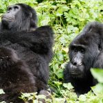 2 Days Gorilla trekking safari from kabale