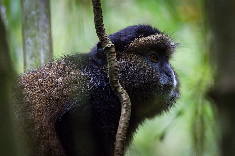 3 days golden monkey habituation in mgahinga gorilla national park